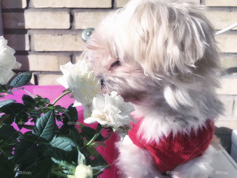Dog smelling roses