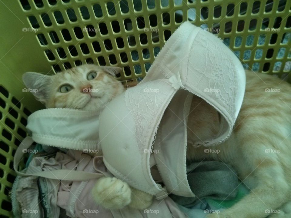 Kitty shocked by bra