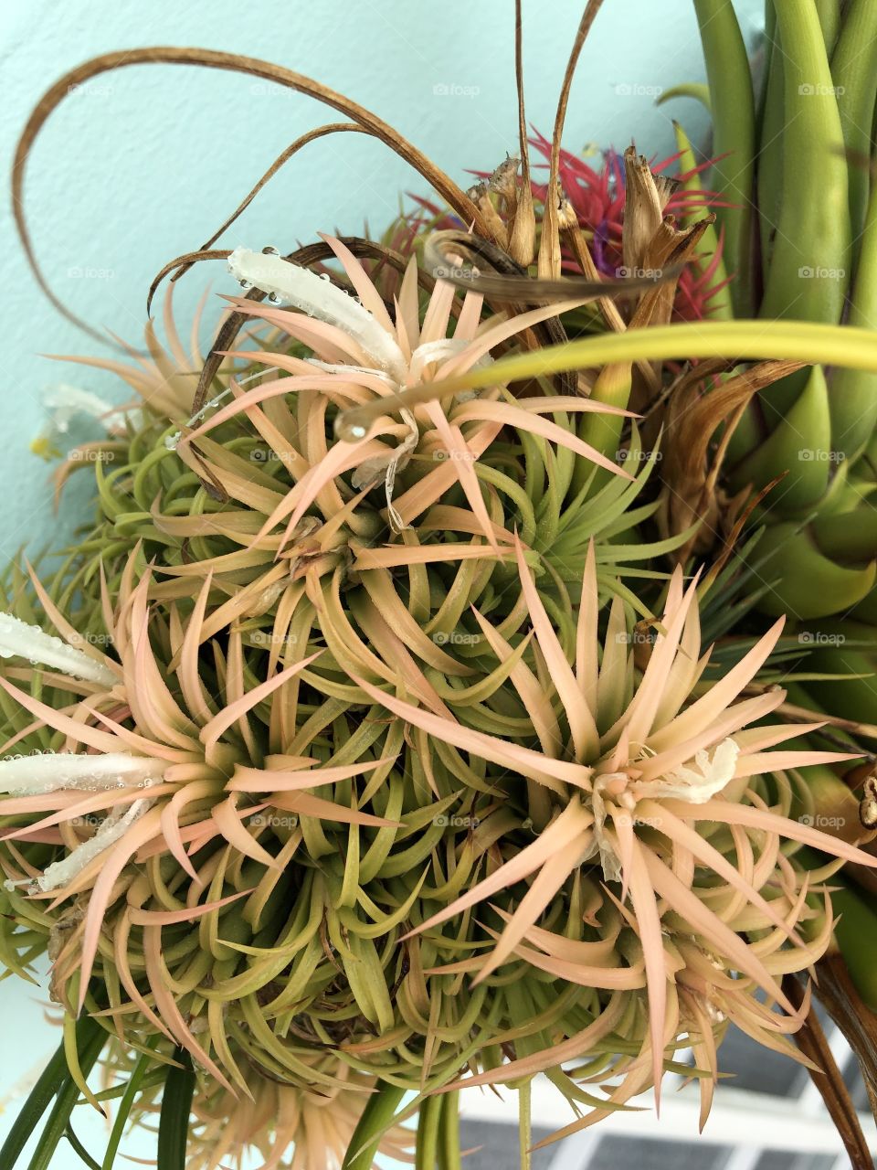 Air plants 