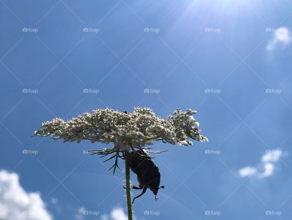 Trübelbachweiher Bug 