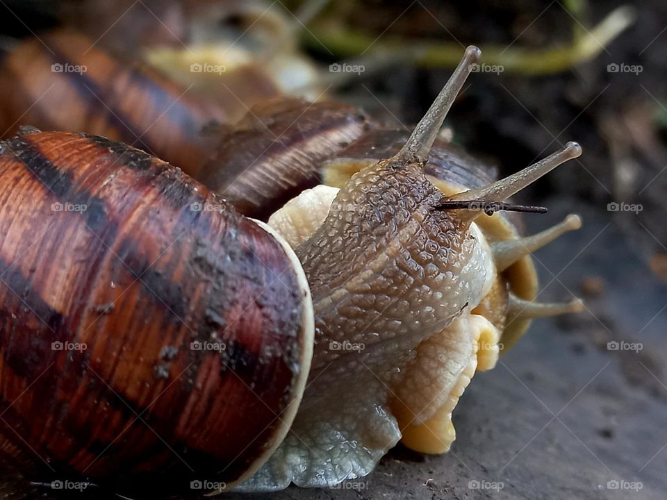 snails .