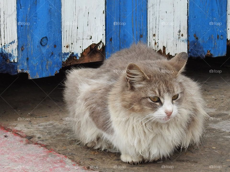 Moroccan fluffy Kitten 