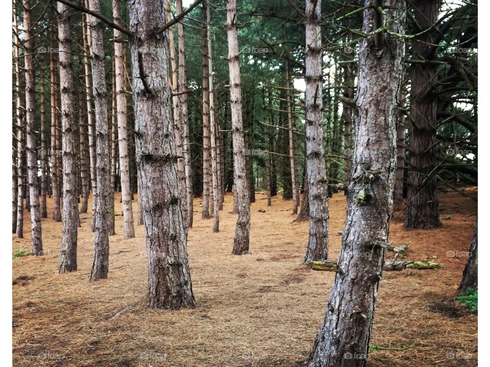 Norfolk trees