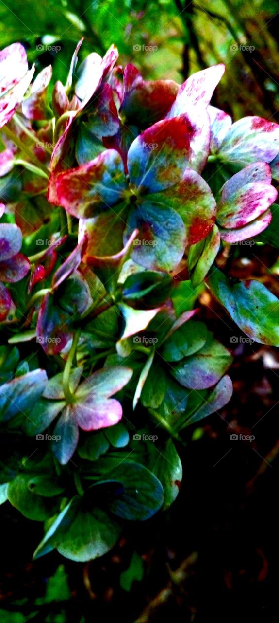 naturelove, beautiful flowers, lovely, colourful, drak picture