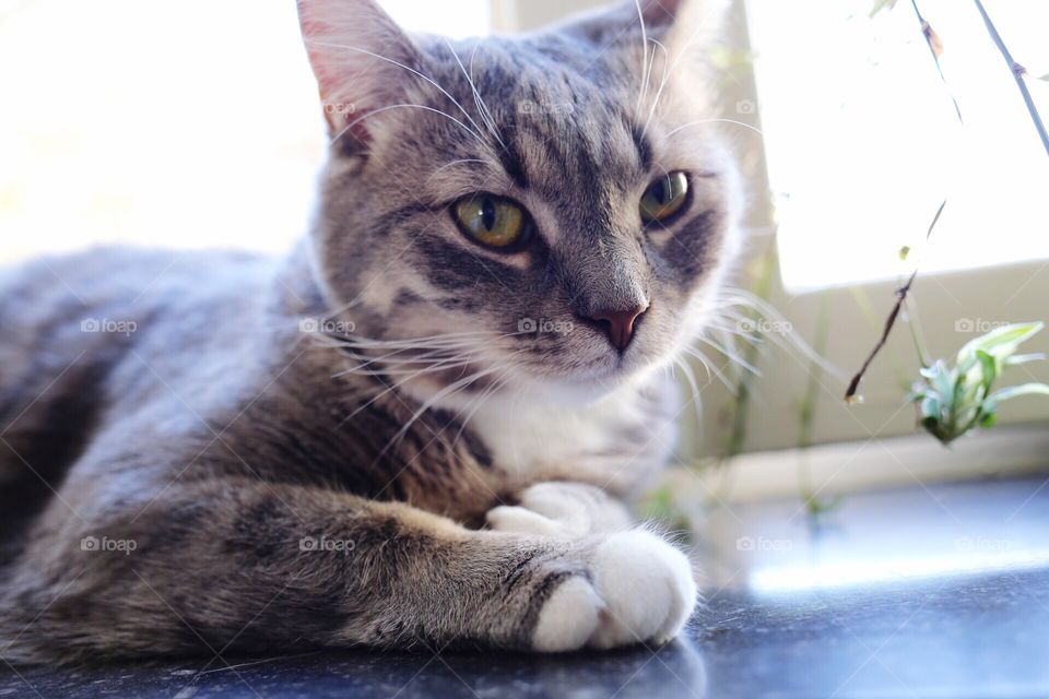 Kitten laying in the window