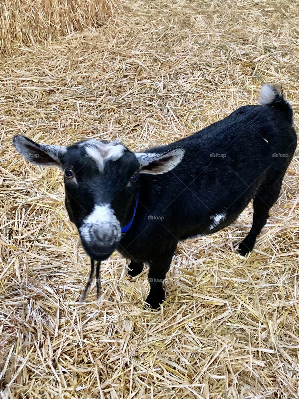 Pixie The Cute Goat Saanich Fair 2021