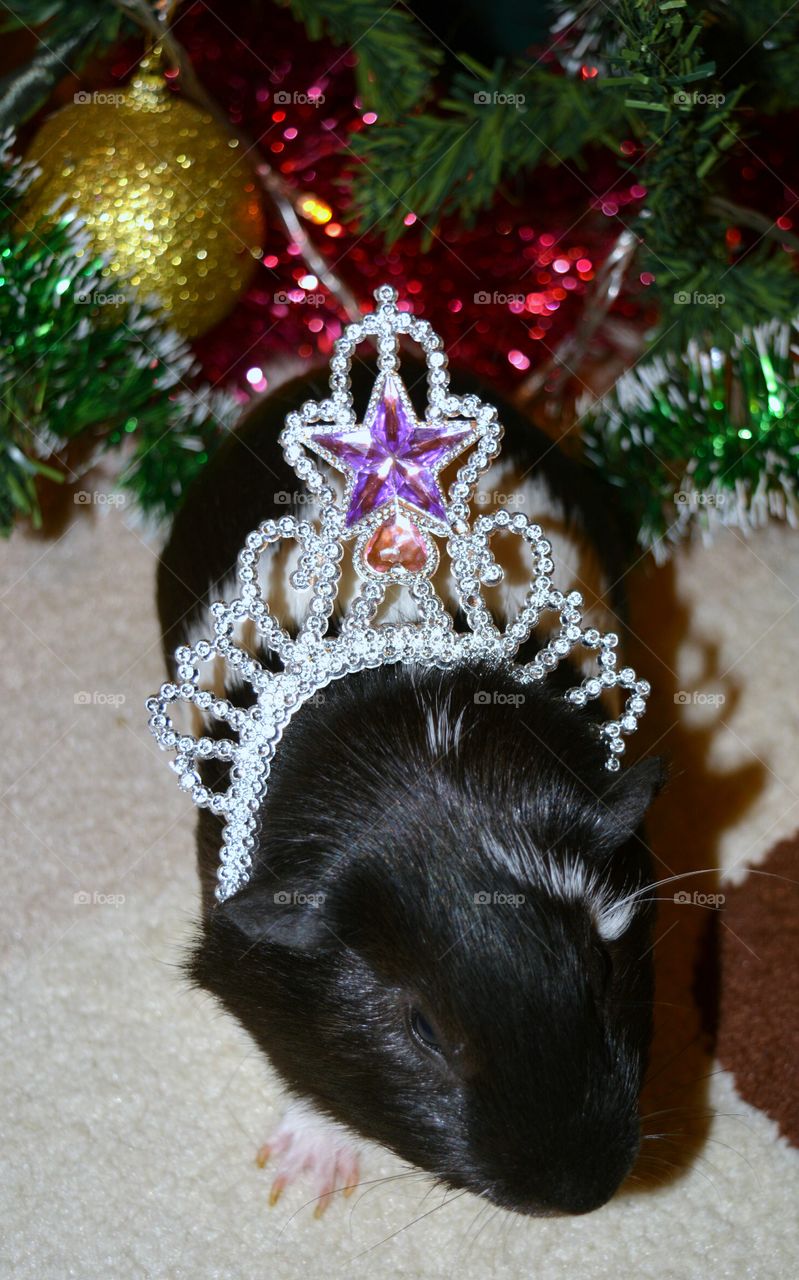 Guinea pig wearing a crown