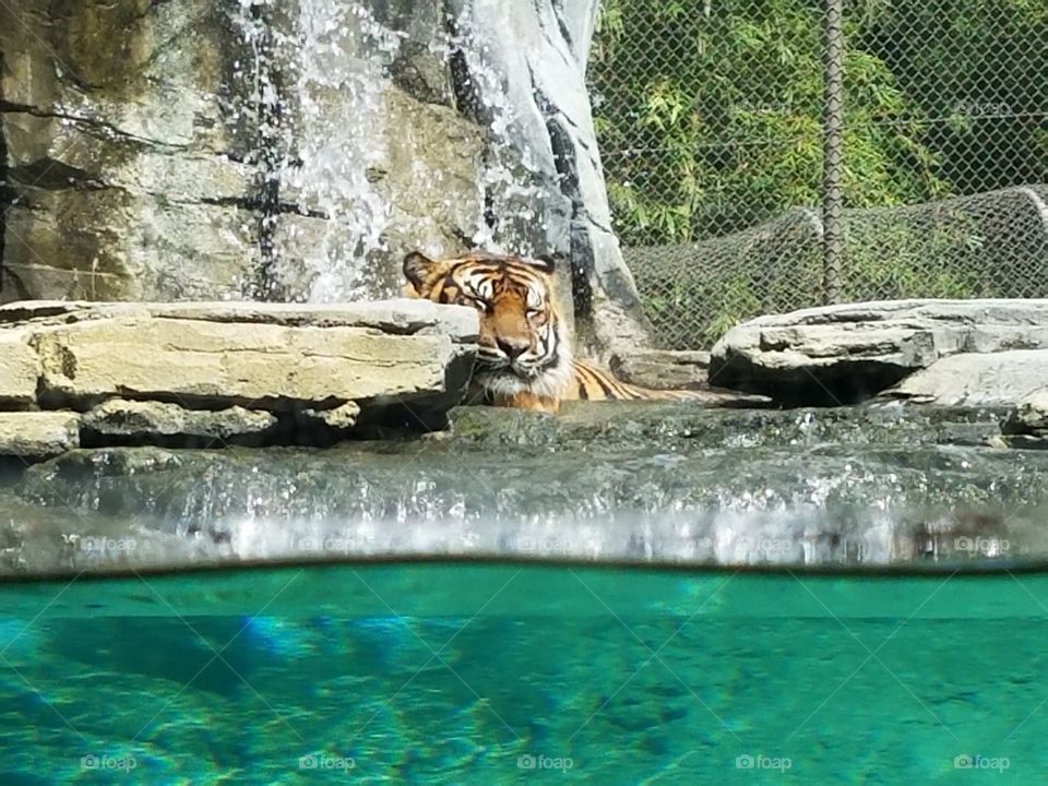 tiger falls