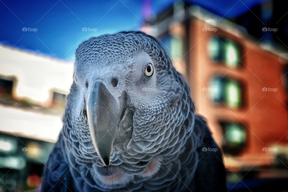 African Gray Parrot