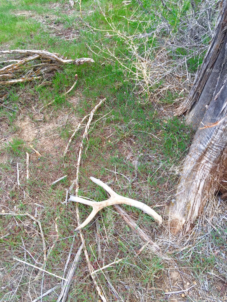 Antler shed