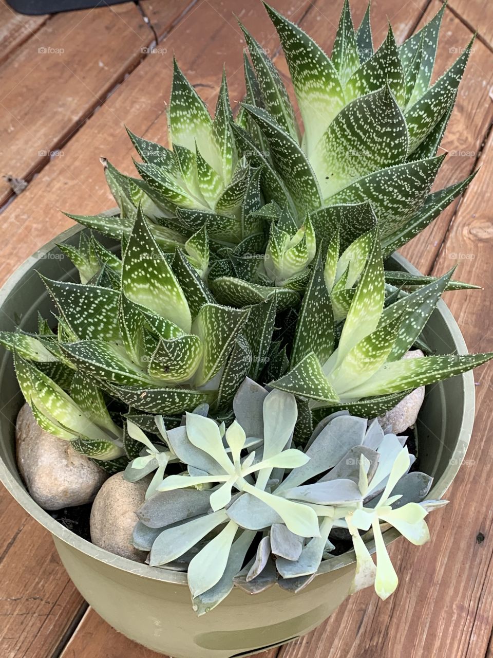 I love succulents. Varying shades of green. They all look beautiful together. They pair well with stone and wood. Droplets of water sit lovely on them.