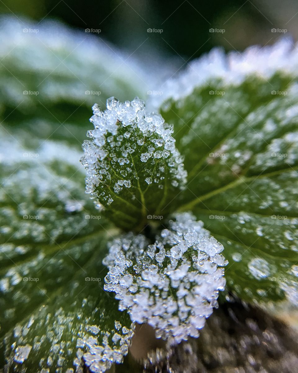 Leaf, Nature, Flora, Winter, No Person