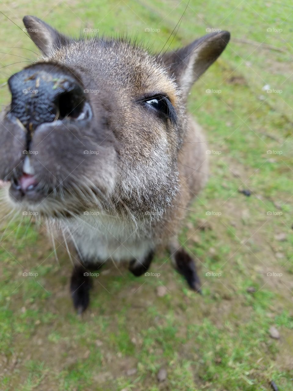 kangaroo face