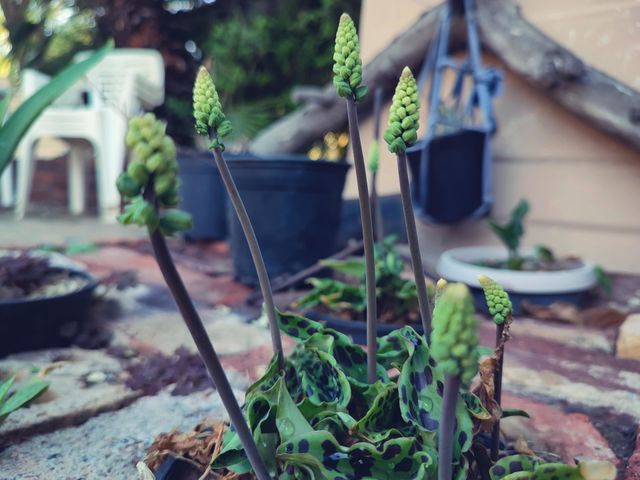 Drimiopsis, plant