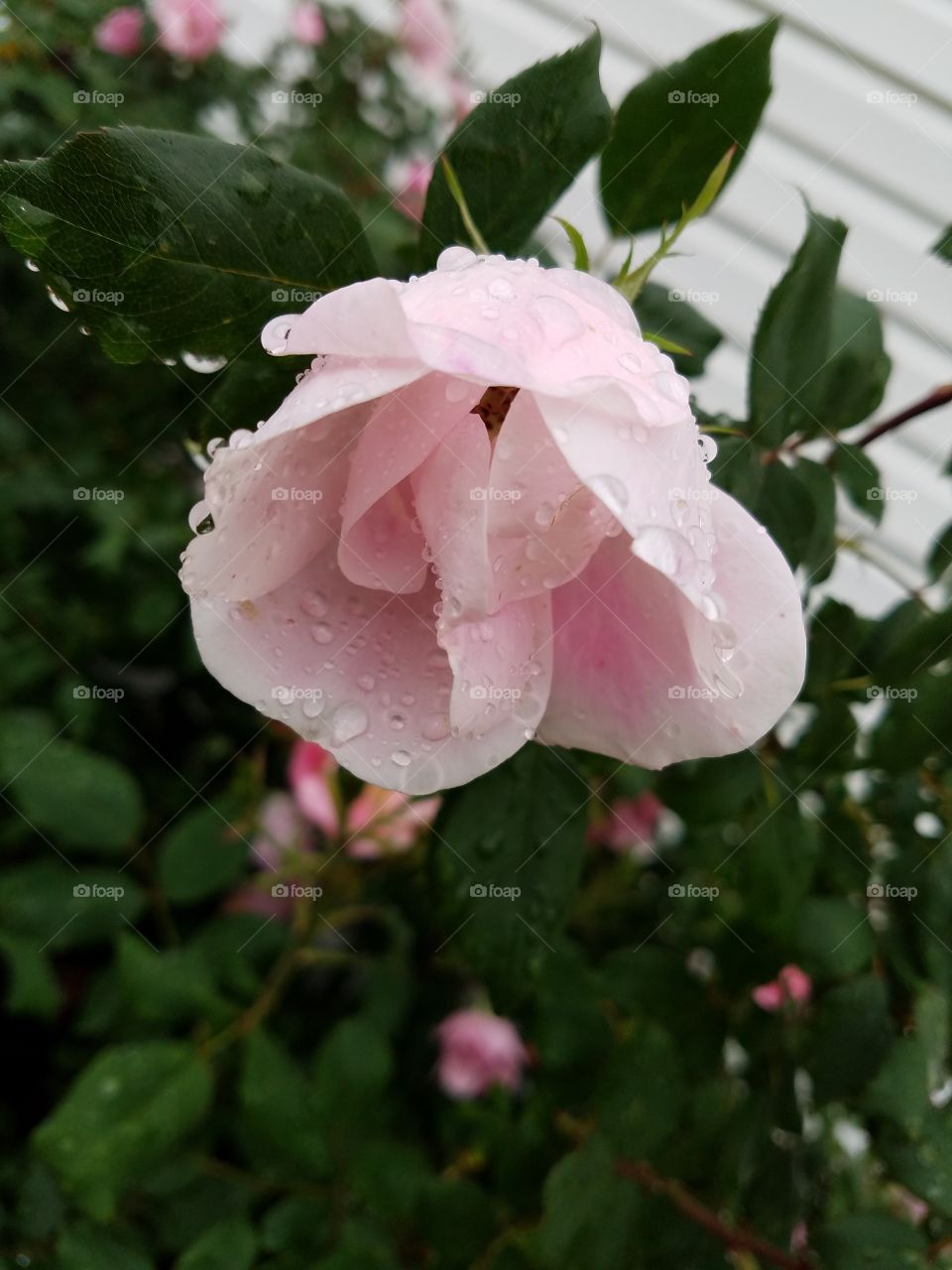 raindrop rosebud