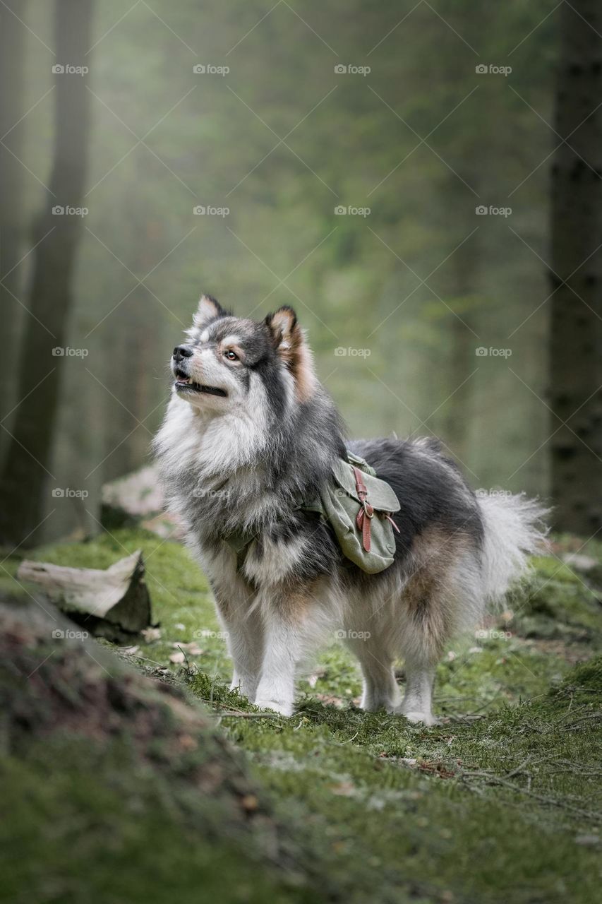 Dog wearing green backpack in forest
