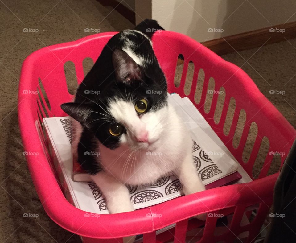 Tuxedo cat in laundry basket