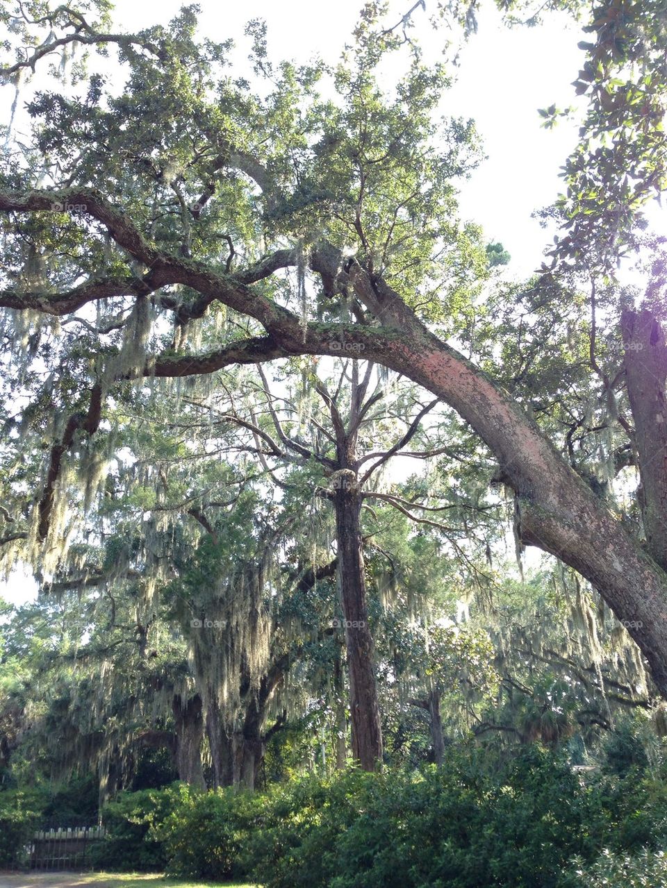 tree moss savannah cemetery by cable