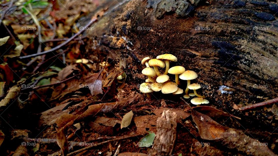 Yellow mushroom in a forest