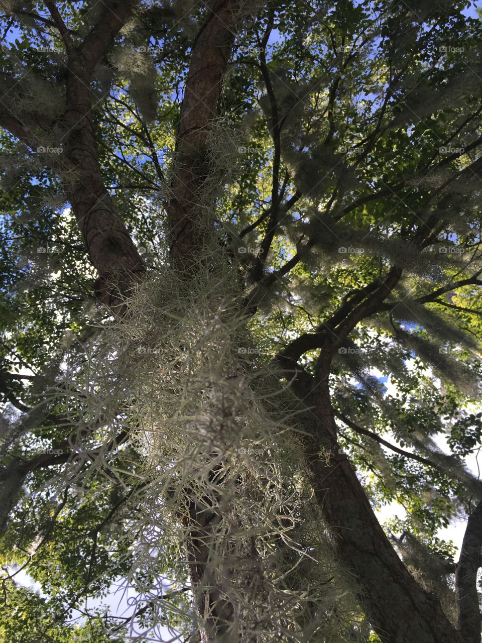 Tree located in winter Park, Florida.