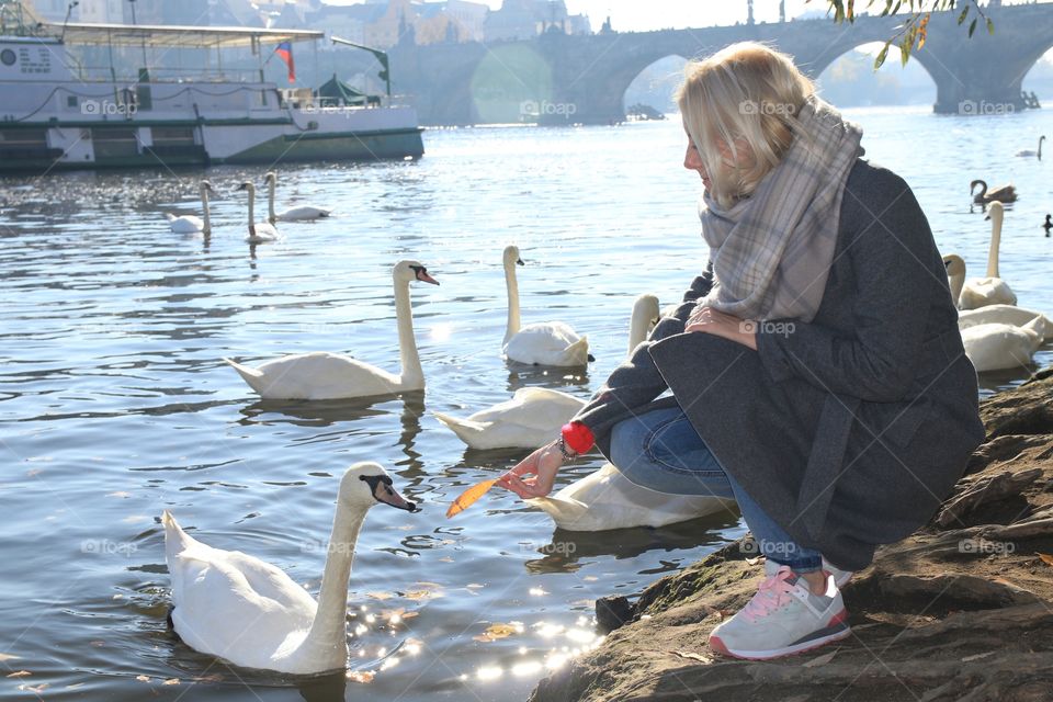 the girl feeds the swans