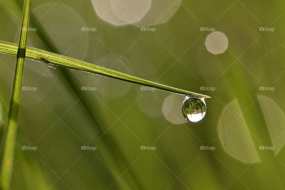 Morning Dew