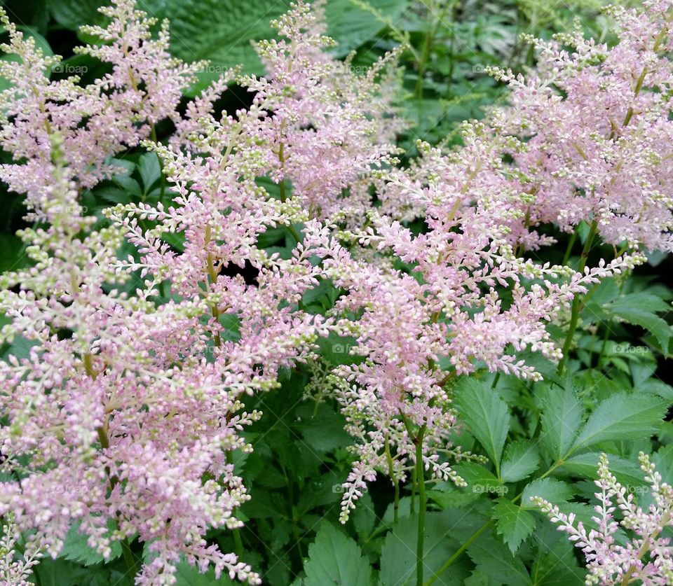 Astilbe