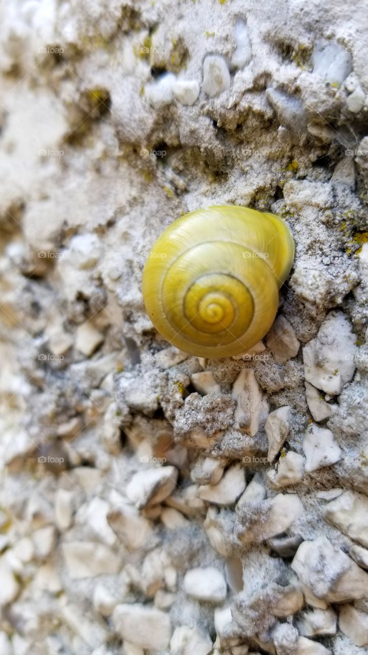 snail