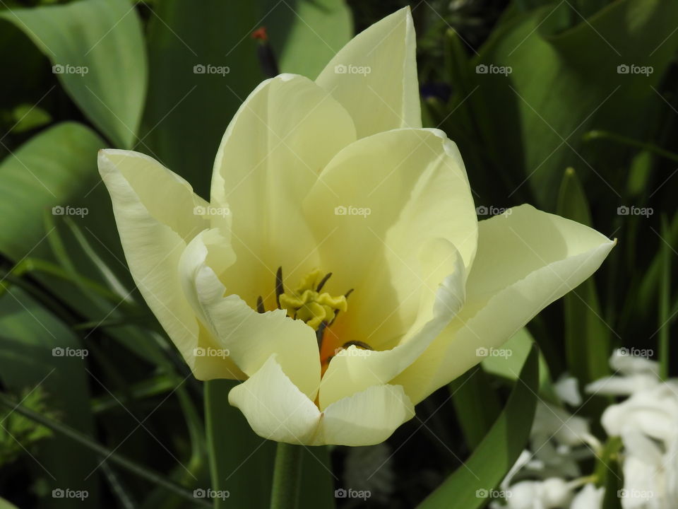 Close-up of white flower