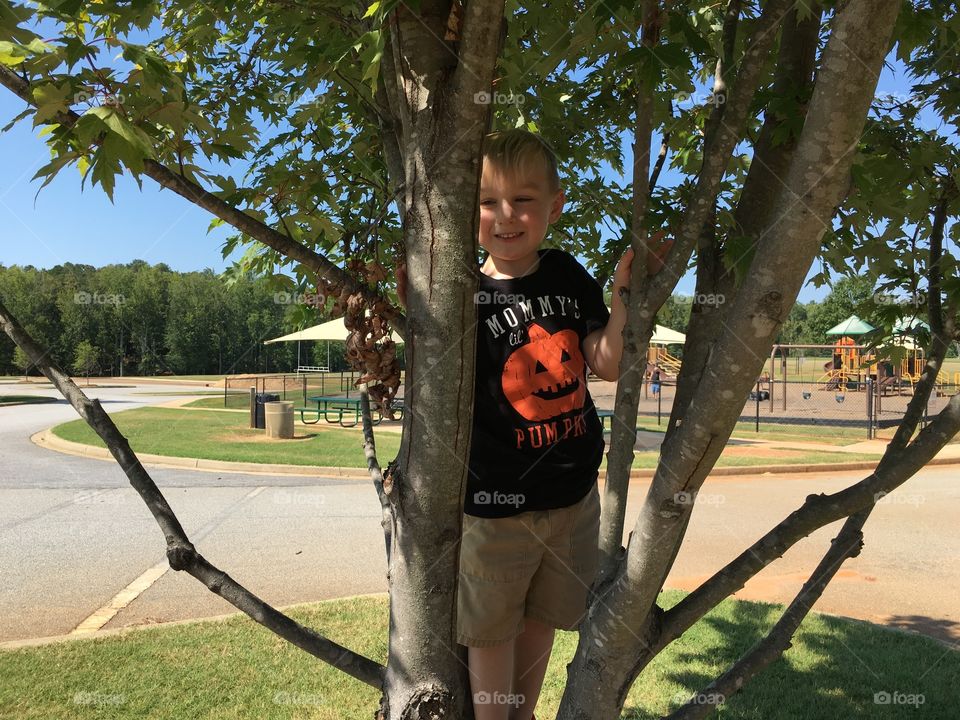 Pumpkin in a tree 