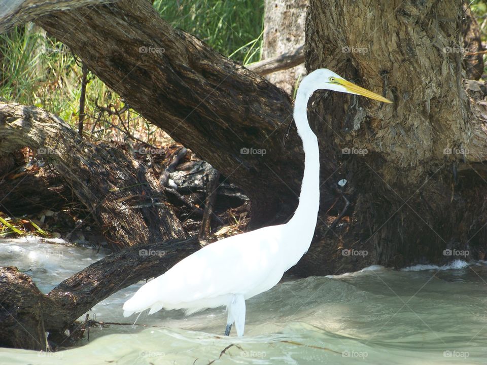Egret on beach