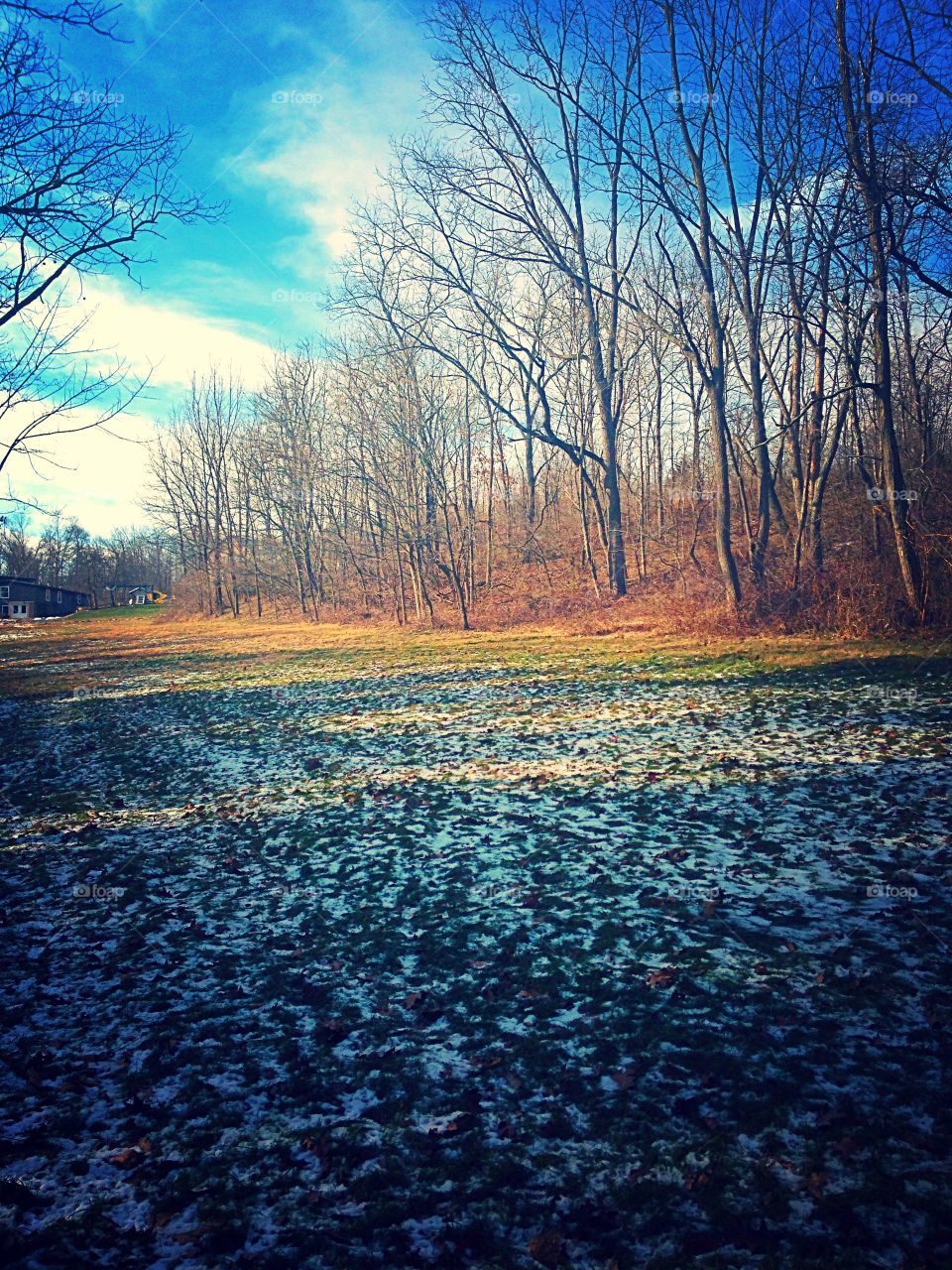 Bare trees near empty road