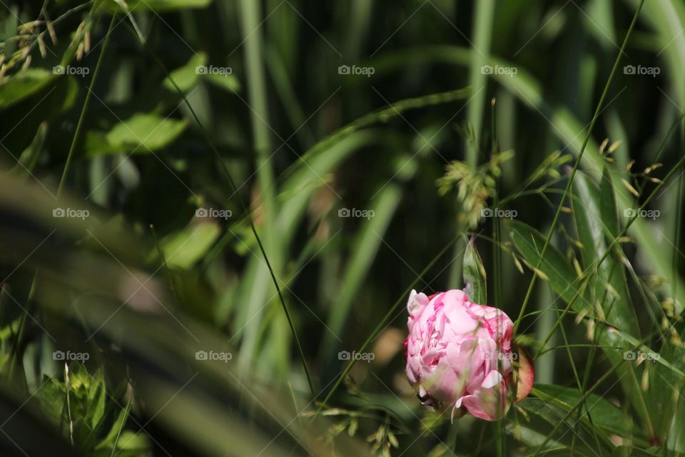 Pink peony between tall green grass