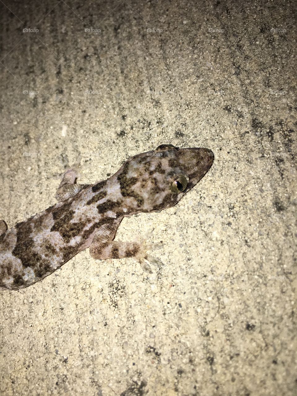 Gecko on the sidewalk 