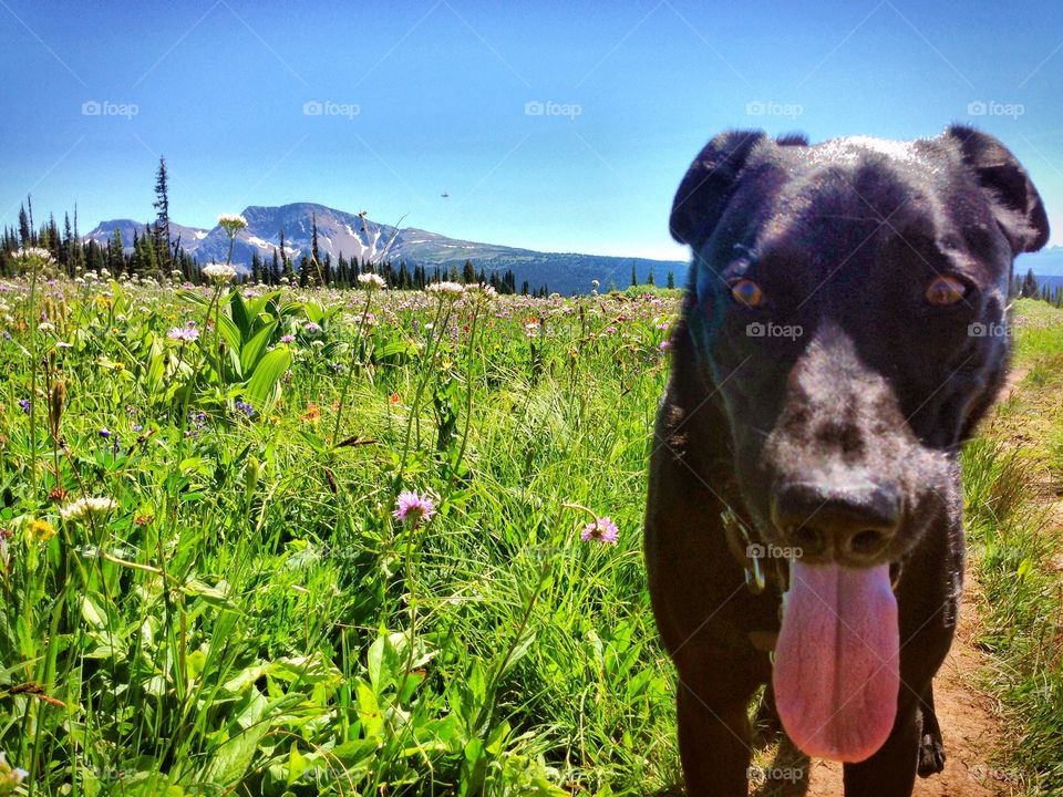 Hiking up a mountain can be tiring work, so it helps to stop and rest in a field of wildflowers. 