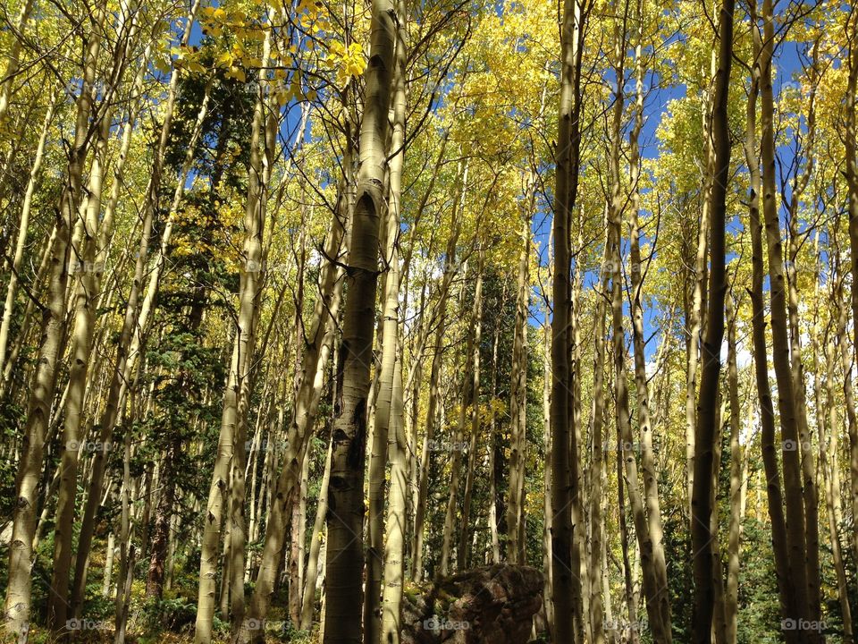 Colorado Autumn Aspens