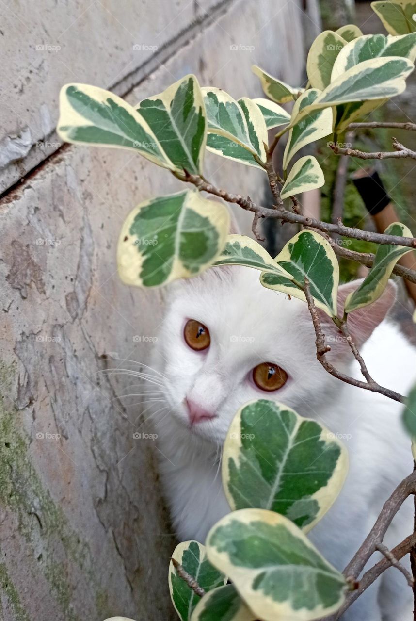 Cat behind a plant