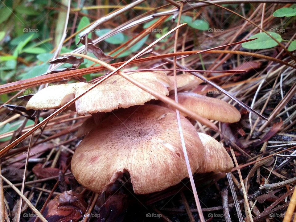 fungi stack