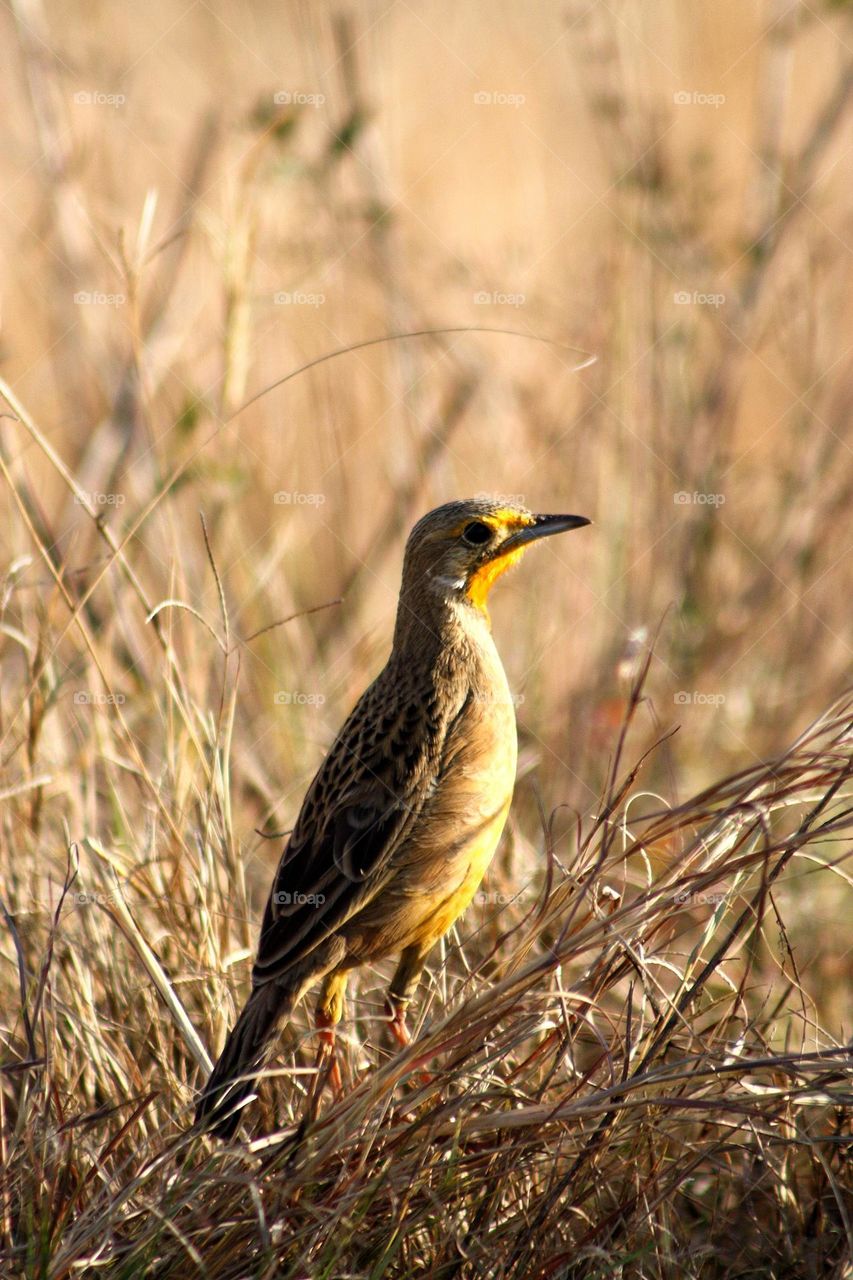 Cape longclaw in Golden light.