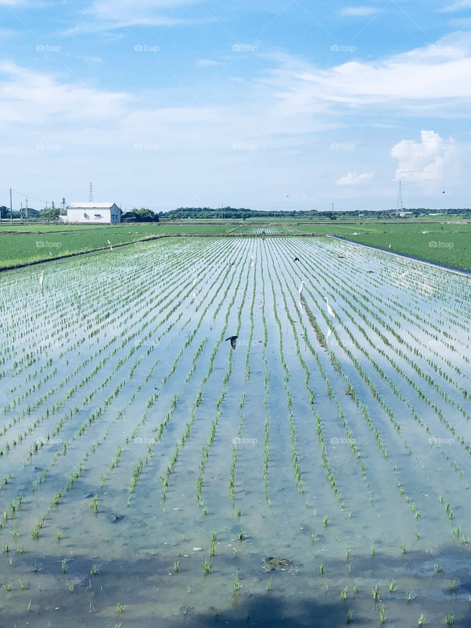 There are white egrets on the paddy fields.