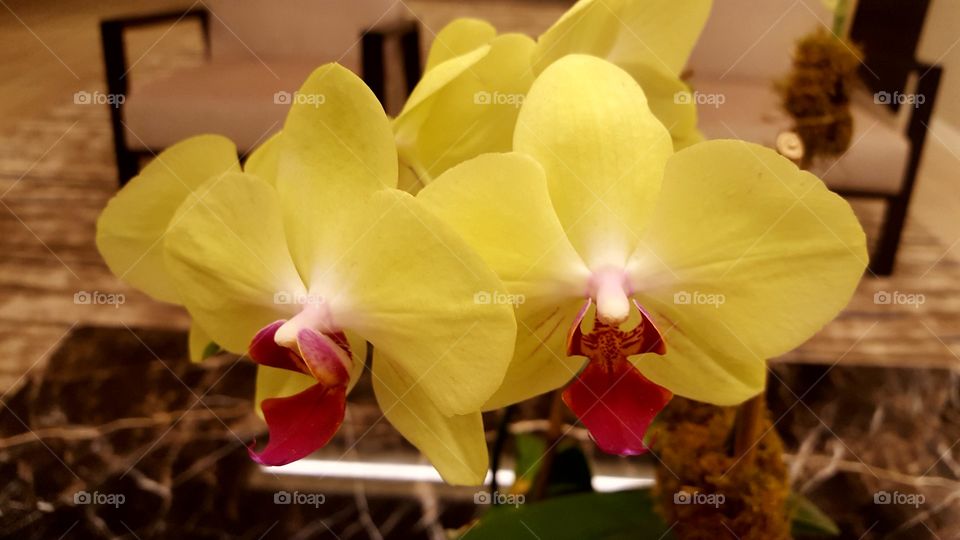 closeup orchids in case for floral arrangement