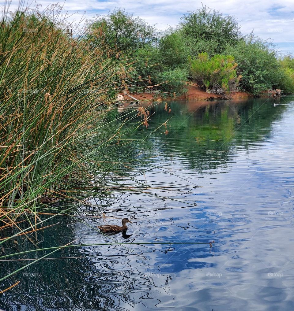 Cloudy Day at the Lake