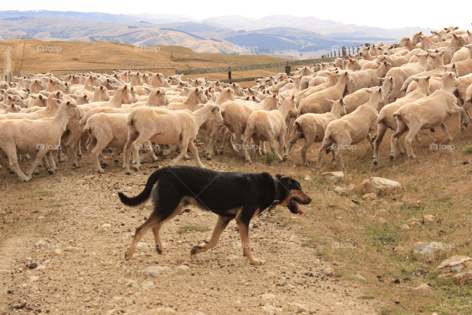 Moving the sheep 