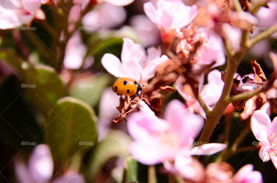 Ladybird on pink flowers 