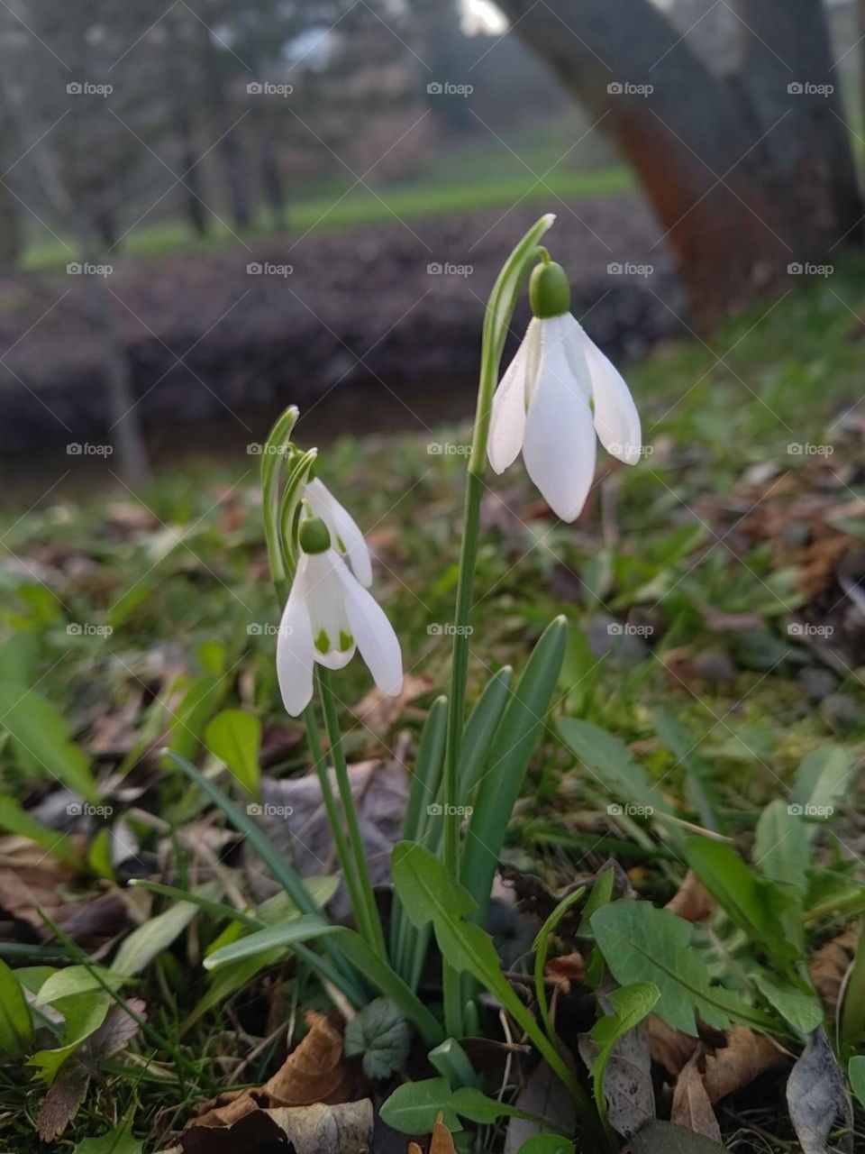 delicate snowdrop is the first flower of spring