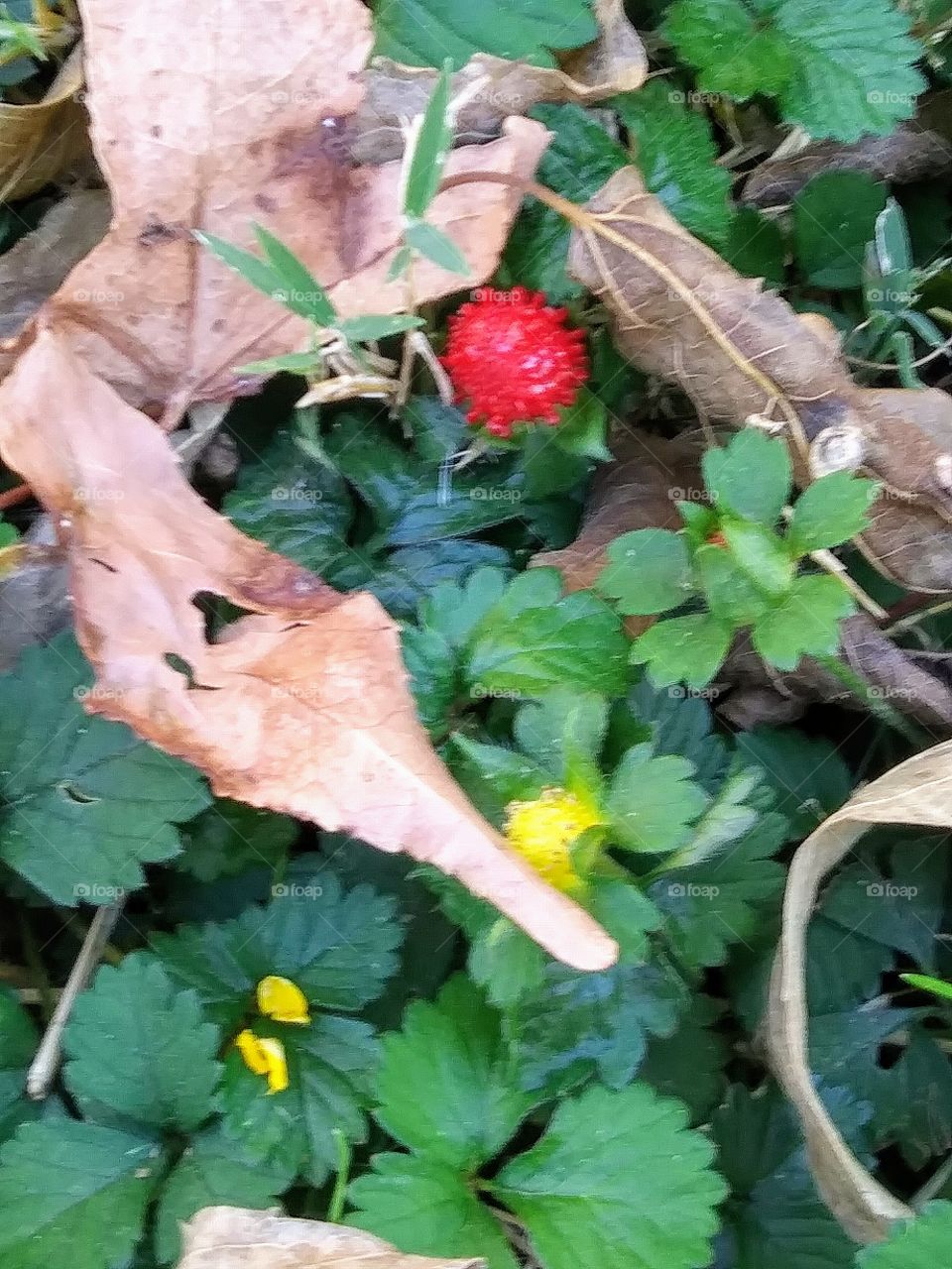 wild strawberries in autumn