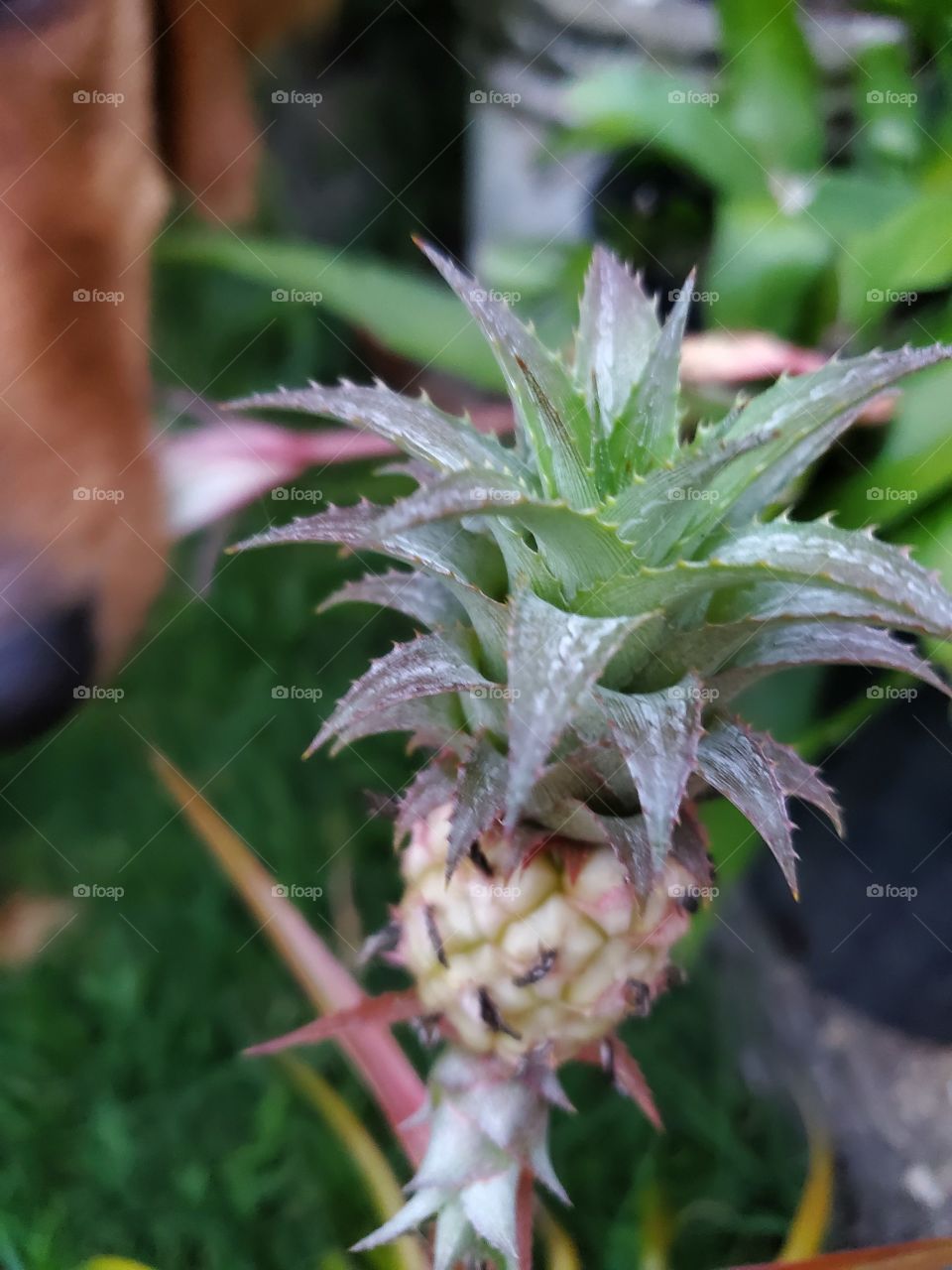 exotic pinaple cactus