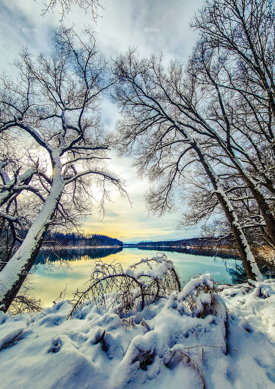 trees and snow