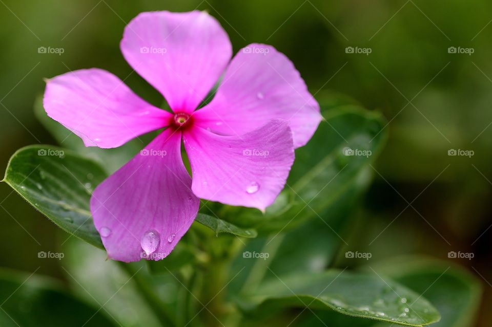 Pink Periwinkle Flower After A Light Rain. Rain drops on a periwinkle