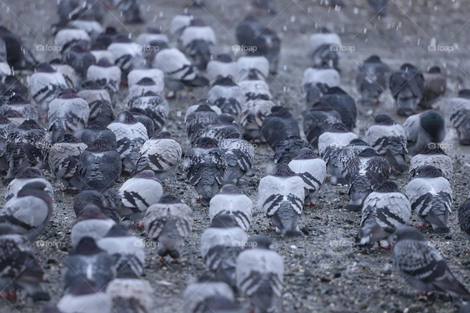 Pigeons on the ground on a snowy day